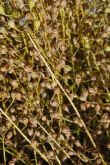  Leindotter,  Camelina sativa