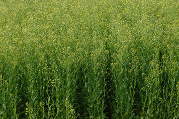  Leindotter,  Camelina sativa