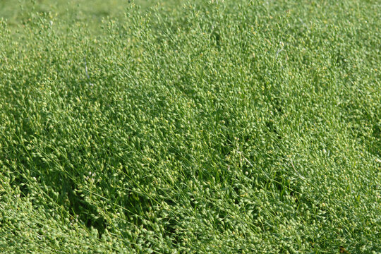  Leindotter,  Camelina sativa