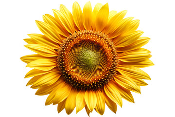 Fototapeta premium Bright yellow sunflower in full bloom with intricate seed pattern
