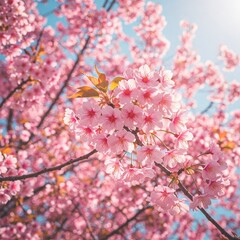 Fototapeta premium Beautiful pink cherry blossoms in full bloom