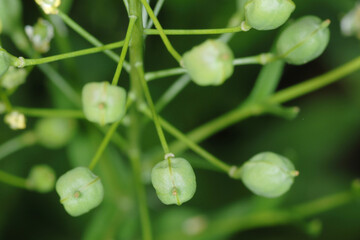  Leindotter,  Camelina sativa