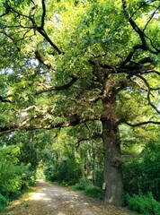 Fototapeta premium Albero Monumentale secolare
