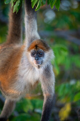 Capuchin monkey hangs from tree branch in tropical forest during golden hour