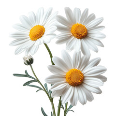 Three White Daisies, Black Background, Floral Bouquet, Nature Photography