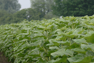 Sonnenblumen,  Helianthus annuus L.