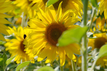 Sonnenblumen,  Helianthus annuus L.