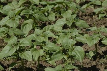 Sonnenblumen,  Helianthus annuus L.