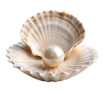 pearl and shell . isolated on a white background.PNG
