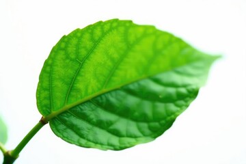Obraz premium Single leaf with veins isolated on white background, plant, nature photography, closeup