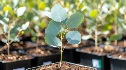 Eucalyptus seedling in a pot, surrounded by other potted seedlings
