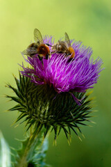 Photograph taken with a 300mm macro lens showing the pollination of a purple thistle by a bee