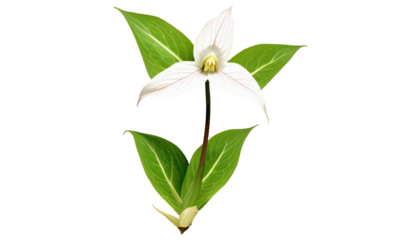 White trillium flower with green leaves on white background