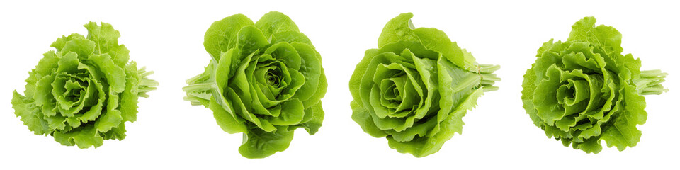 Fototapeta premium Fresh Green Leaf Lettuce, Cut Out Set