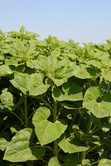 Sonnenblumen,  Helianthus annuus L.