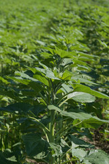 Sonnenblumen,  Helianthus annuus L.