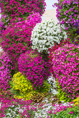 Dubai, UAE - February 05, 2025: Miracle Garden in Dubai