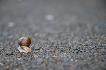 Schnecke aufem Mauerweg