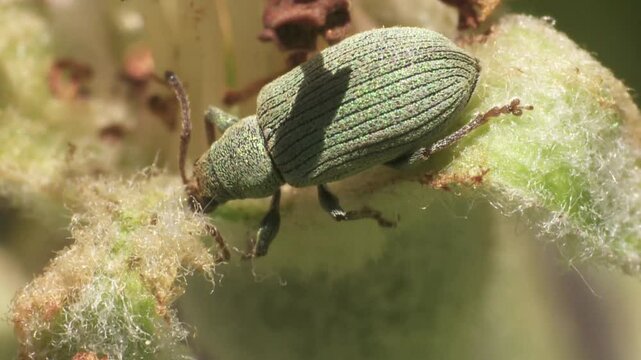 weevil on a blossom