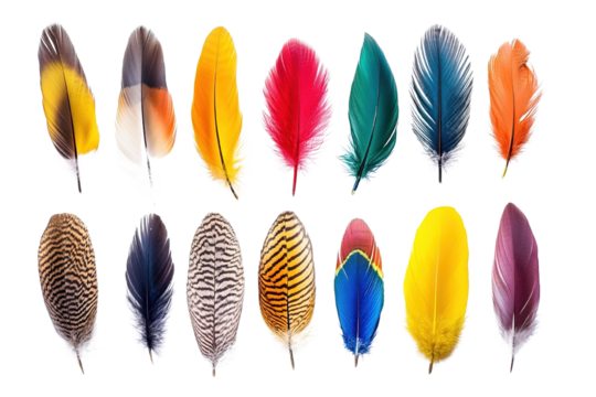 Set of colorful feathers. Colorful feathers isolated on white background. Flat lay, top view. isolated on transparent background, cut out. 