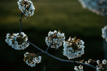 Kirschblüte weiß