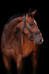 Bayrisches Warmblut