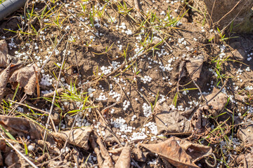 Granules of mineral fertilizer are scattered on the ground under a tree. Feeding plants in the garden