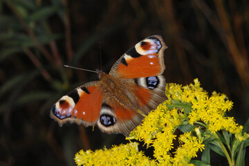 Tagpfauenauge,  Inachis io