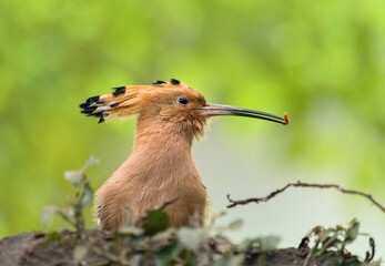 Eurasian hoopoe
