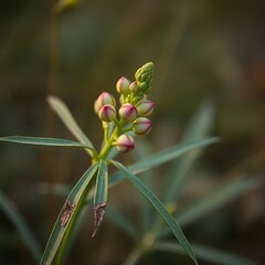 flower on transparent background, red tulip flower, flower, close up of green grass, green grass in the wind, close up of grass, red bug on green leaf,  flower in the park