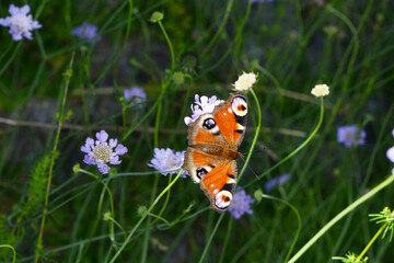 Tagpfauenauge,  Inachis io