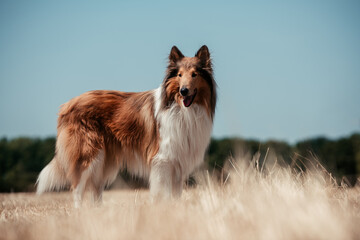 Collie im Sommer