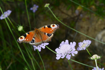 Tagpfauenauge,  Inachis io