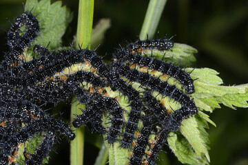 Tagpfauenauge,  Inachis io