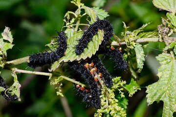 Tagpfauenauge,  Inachis io