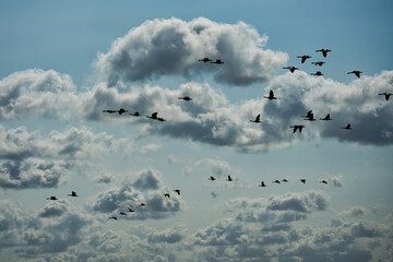 A large flock of geese soars gracefully through the vast sky, their silhouettes weaving patterns against a backdrop of breathtaking clouds. 