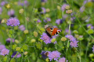 Tagpfauenauge,  Inachis io