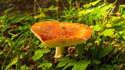 A close-up of a large red mushroom with white spots on the cap is growing in the forest among the grass. The mushroom has a wide, folded cap and a thick white stalk.
