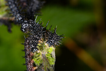 Tagpfauenauge,  Inachis io