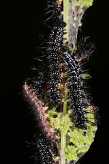 Tagpfauenauge,  Inachis io