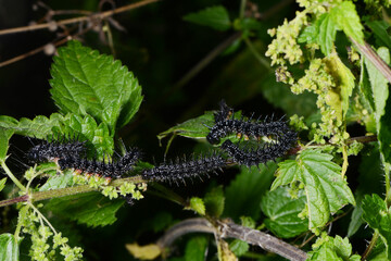 Tagpfauenauge,  Inachis io