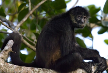 Spider monkey in the forest of Tikal, Guatemala