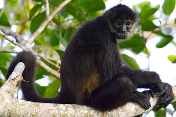 Spider monkey in the forest of Tikal, Guatemala