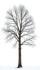 Obraz premium Tall tree with bare winter branches against a pure white background, bare, cold, winter