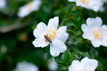 Obraz premium Bee on a background of white rosehip flowers.