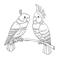 Hand-drawn outline parrot birds on a branch on a white background. Illustration