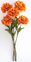 Fototapeta premium Bright Orange Flowers with Green Leaves on White Background