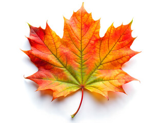 Vibrant Autumn Maple Leaf with Gradient Colors Isolated on White Background