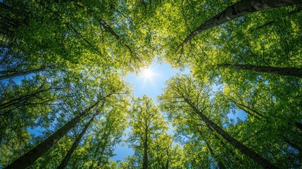 Obraz premium Looking up Green forest. Trees with green Leaves, blue sky and sun light. Bottom view background 