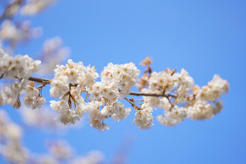 セイヨウミザクラの花・サクランボの木